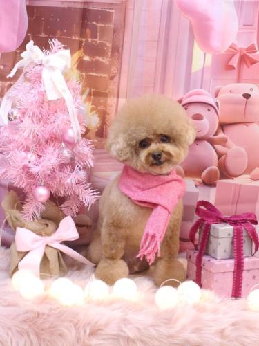 20241205ピノくん